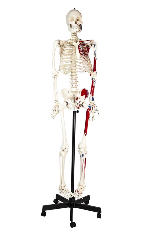 Human Skeleton Model Full Size Half Painted Muscles Rod Mounted