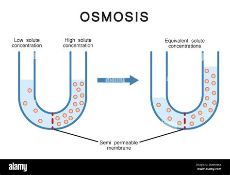 Osmosis Illustration Osmosis Is The Net Movement Of Solvent Molecules