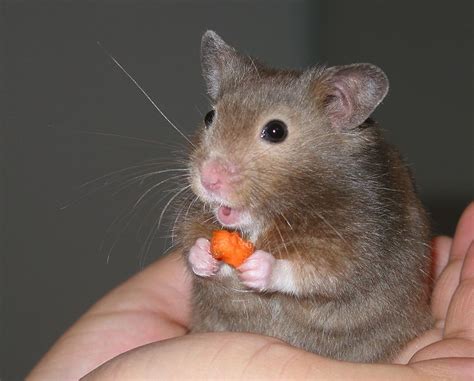 Hamster Facts The Nocturnal Rodent