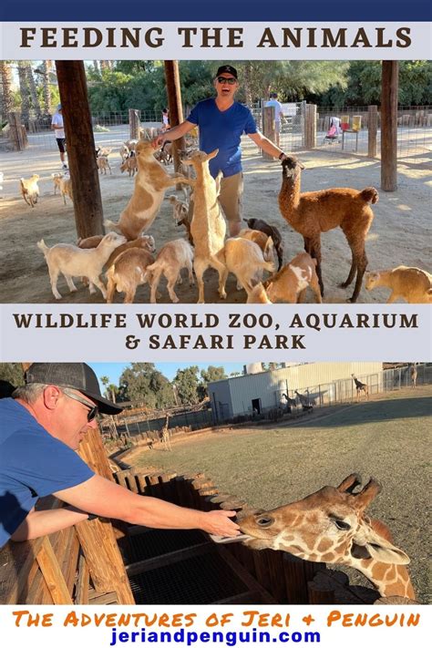 Feeding Animals At Wildlife World Zoo Aquarium And Safari Park