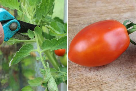 Gemüse in der wohnung anbauen: Tomaten im Winter in der Wohnung züchten - so ernten Sie ...