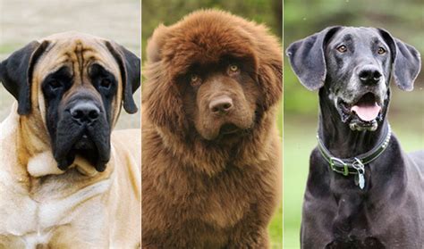 Big Dog Basics Everyday Issues For People With Giant Breeds