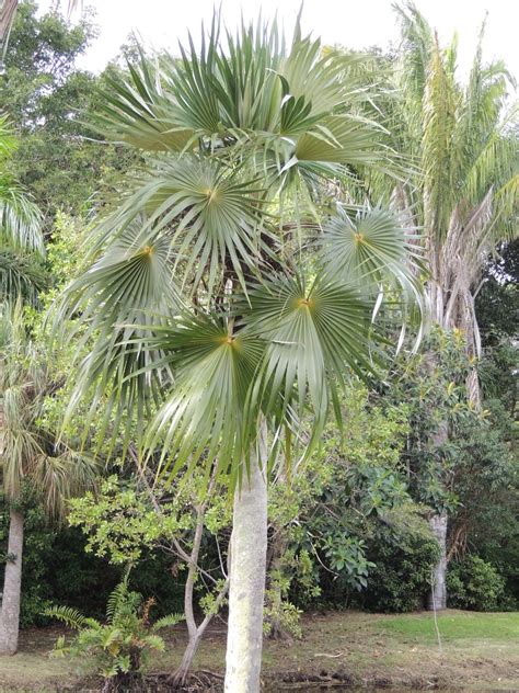 Plantfiles Pictures Coccothrinax Species Cayman Thatch Palm Proctor