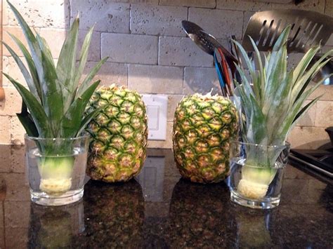 How To Grow Your Own Pineapple At Home