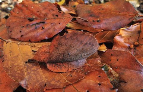 Camouflage Mappet Leaf Moth Photo One Big Photo