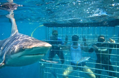Shark Cage Diving Kzn In Durban Shark Cage Diving Kzn