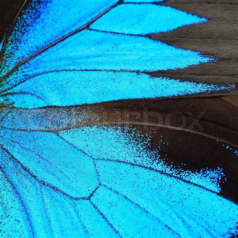 Blue Butterfly Wing Nature Pattern Stock Image Colourbox