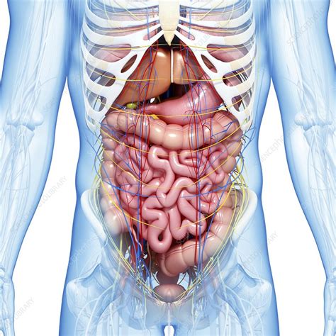 Abdominal Anatomy Internal Anatomy Of Male Chest And Abdomen On White