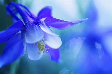 Macro Blue Flowers Wallpapers Hd Desktop And Mobile Backgrounds