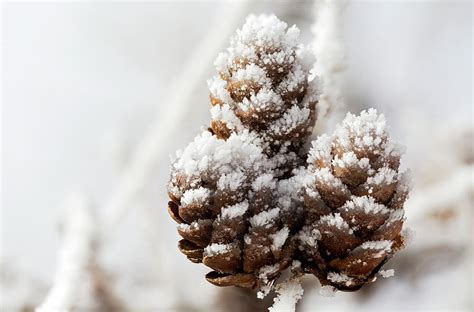Close Up Of Frosted Pine Cones Photograph By Michael Interisano Fine