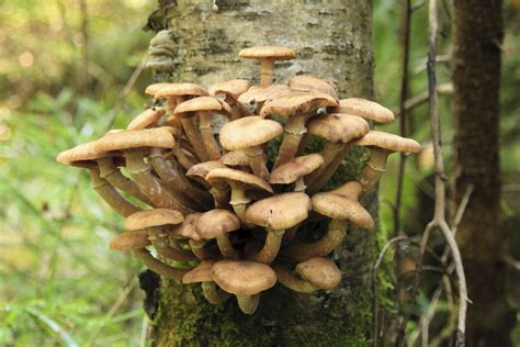 Tree Fungus Identification