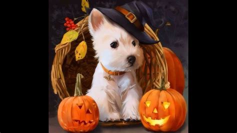 Cats And Dogs In Halloween Costumes Videos 2017 Youtube