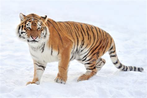Premium Photo Beautiful Wild Siberian Tiger On Snow