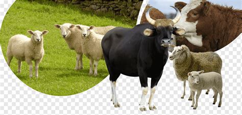 Cattle Sheep Horse Tame Animal Goat Sheep Horse Animals Cow Goat