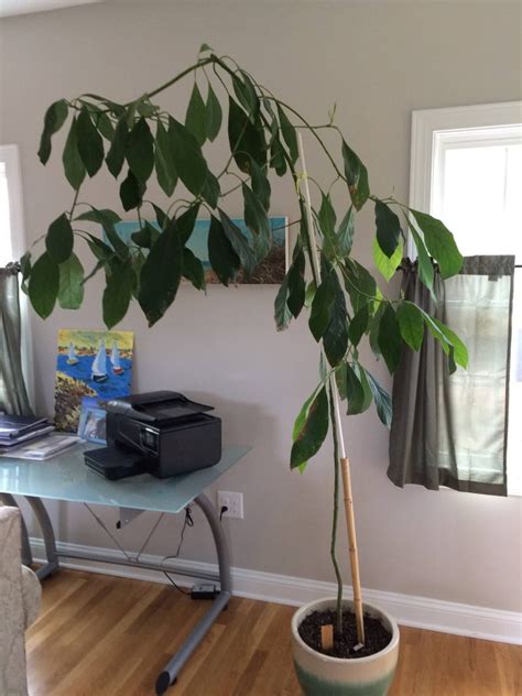 Meyer lemon trees are nicely sized for indoors, growing to about 3 feet tall. 10 Fruit Trees You Can Grow Indoors For An Edible Yield