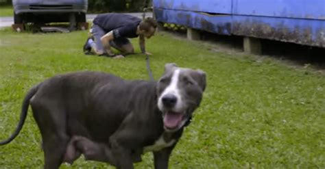 Mama Pit Bull Separated From Her Newborn Puppies Leads Rescuers On