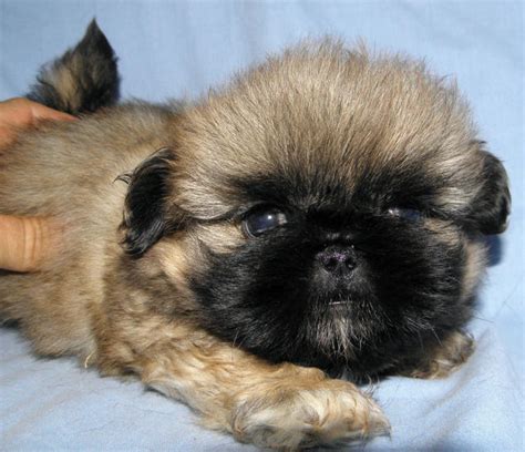 For Sale Pekingese Puppy