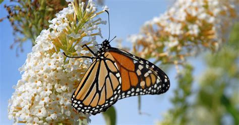 Vlinderstruik snoeien vlinderstruiken bloeien uitsluitend op éénjarig hout. Een Vlinderstruik Snoeien In Het Voorjaar Wordt Op Deze ...