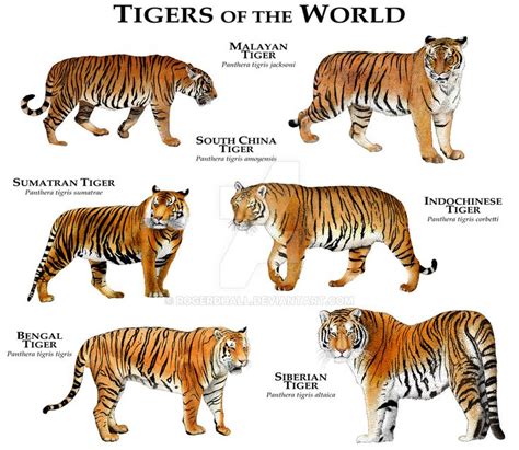 Tigers Of The World Chart Tiger Species Big Cats Wild Cats