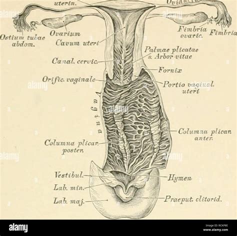 Die Beschreibenden Und Topographische Anatomie Des Menschen Anatomie