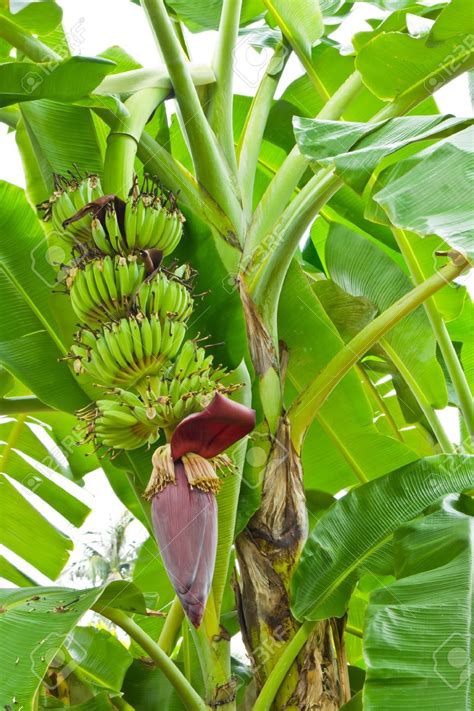 Banana Tree With A Blossom Stock Photo Picture And Royalty Free