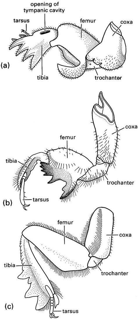 Trochanter Insect