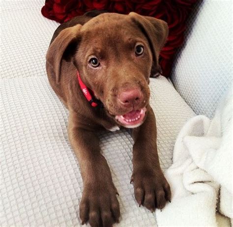 Pitbull lab mix puppies will inherit the traits, temperaments, and. Chocolate Lab and Pitt Bull Mix | Cute animals, Pitt bull ...