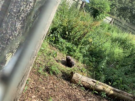 Raccoon Dog Enclosure At Northumberland College Zoo 2020 Zoochat