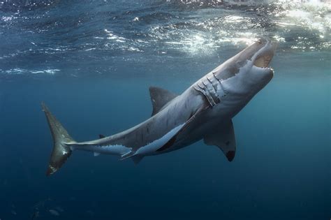 Here you can find the best shark wallpapers uploaded by our community. 13 HD Shark Wallpapers