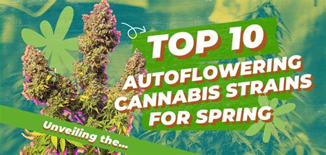Unveiling The Top 10 Autoflowering Cannabis Strains For Spring Crop