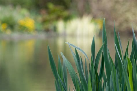 Free Images Landscape Water Nature Outdoor Branch Sky Lawn