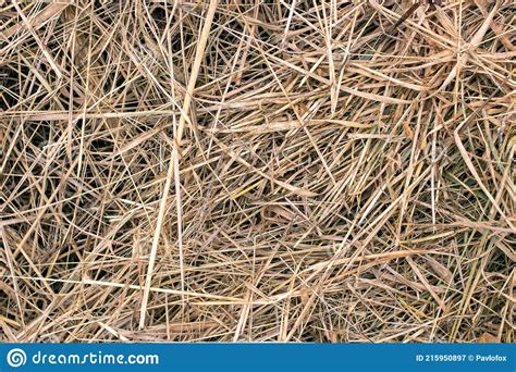 Dry Grass Hay Texture Or Background Stock Image Image Of Border