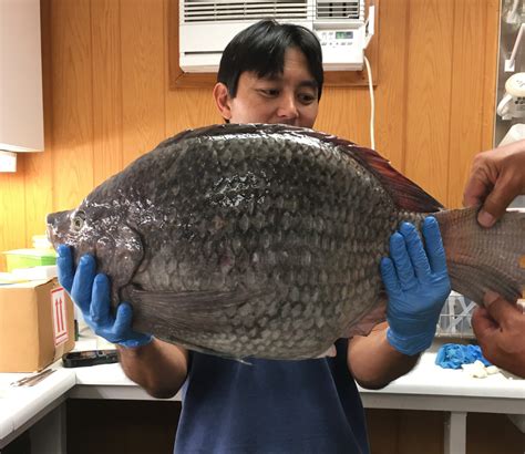 Video Huge Tilapia Handed Over To Hawaii Dlnr