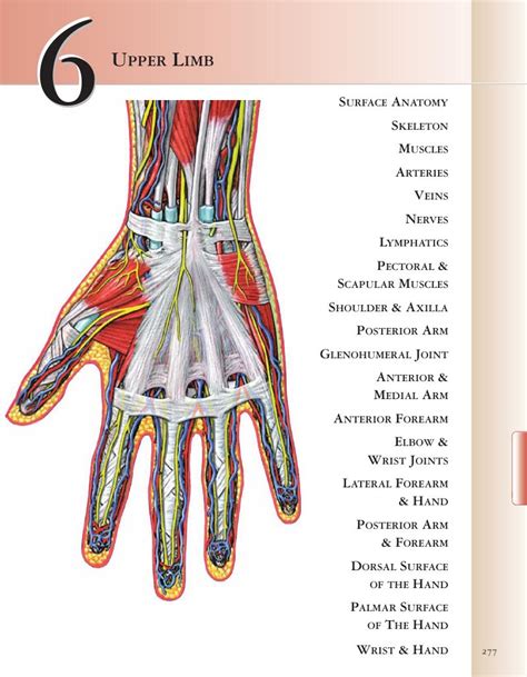Upper Limb Chapter 6 Adam Student Atlas Of Anatomy