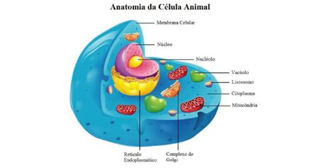 O Que é Citologia Célula Animal E Vegetal Estrutura E Organelas