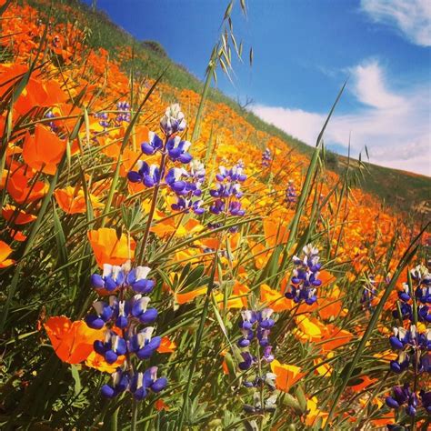 Beautiful southern california hilly landscape with yellow mustard wild flowers blooming in. 8 Places in Southern California to See Wildflowers in 2018 ...