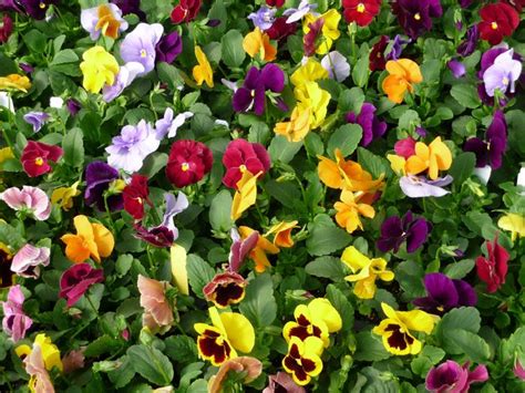 Pansy Matrix Jewels Mix Pansy From Plantworks Nursery