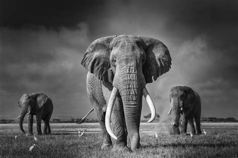 Pin By Eraserfarm On Save Africas Elephants Elephant Pictures