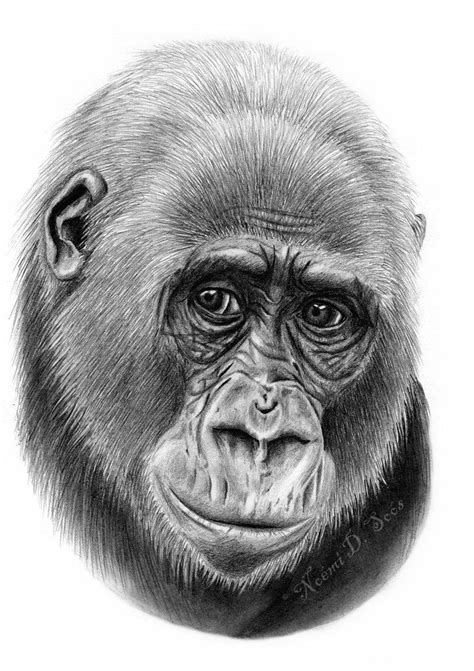 How To Draw A Realistic Gorilla Face Moore Oblie1983