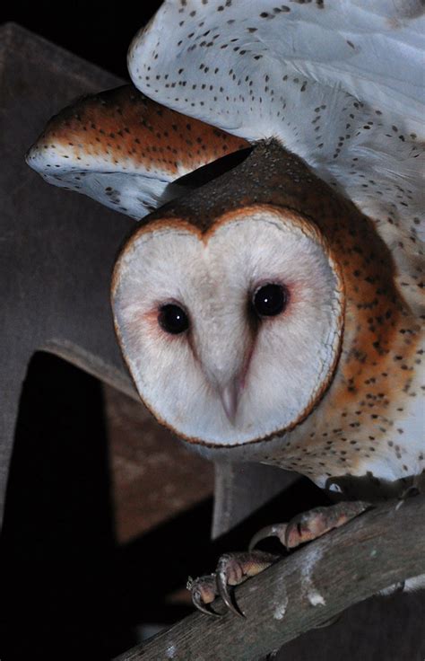 Watchful Young Barn Owl This Is One Of The Young Barn Owls Flickr