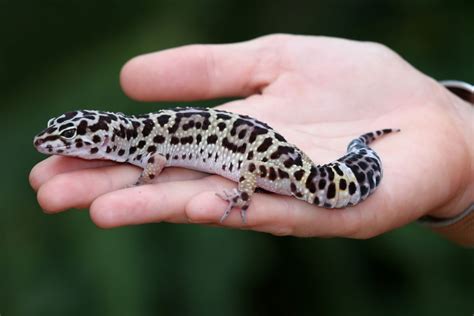 Do Leopard Geckos Make Good Pets Critters Aplenty