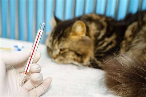 Symptoms Of Lyme Disease In Cats 9 Cases Raise A Cat
