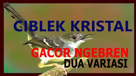 Masteran ciblek kristal gacor ngebren lakukan pemasteran jam 5 subuh dan jam 5 sore, karna di waktu itu sangat cocok untuk pemasteran ingat volume kecil z. CIBLEK KRISTAL GACOR NGEBREN DUA VARIASI - YouTube