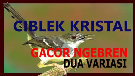 Download suara burung ciblek mp3. CIBLEK KRISTAL GACOR NGEBREN DUA VARIASI - YouTube