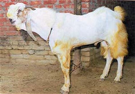 Kambing hitam dalam bahasa inggeris: SISWAZAH PENTERNAK RUMINAN: Jenis Kambing
