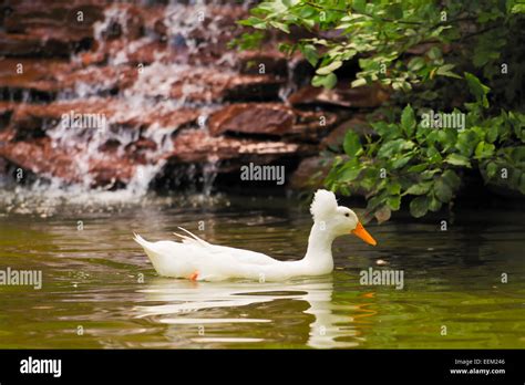 White Duck Swimming Stock Photo Alamy