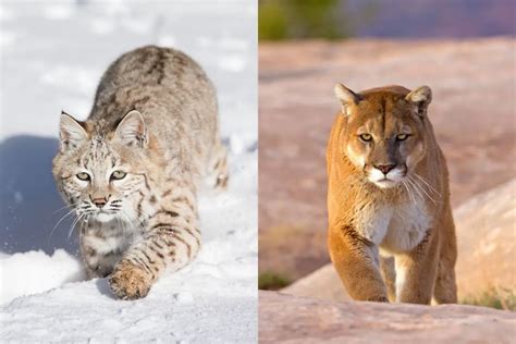Mountain Lion Vs Bobcat The Main Differences Tiger Tribe Chegospl