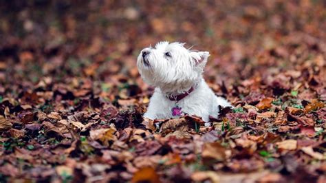 West Highland Terrier Dogs Puppy Leaves Autumn