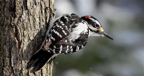 Hairy Woodpecker Identification All About Birds Cornell Lab Of Ornithology