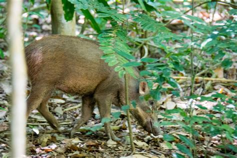 Check out our wild boar selection for the very best in unique or custom, handmade pieces from our shops. 10 Animals You Never Knew lived In Singapore And Where To ...